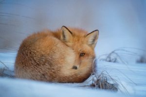 scared fox