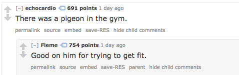 Pigeon in the gym