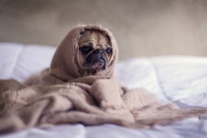 this dog don't want to exercise
